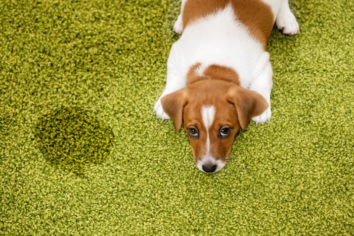 カーペットにトイレをして叱られる犬