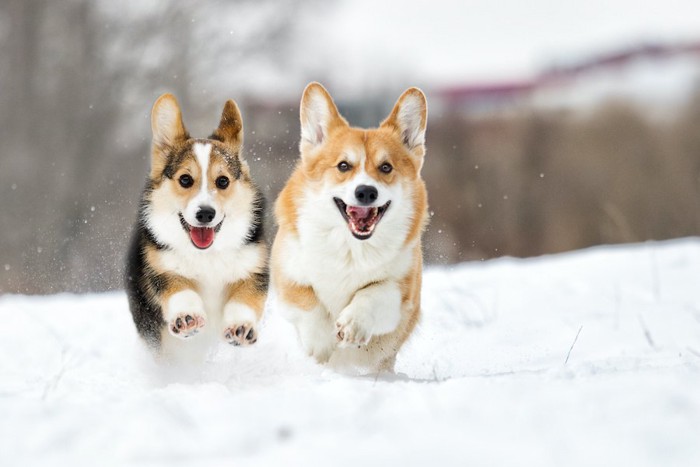 雪の中を走る二匹のコーギー