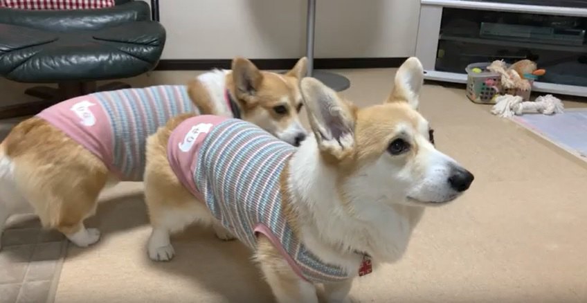 corgi