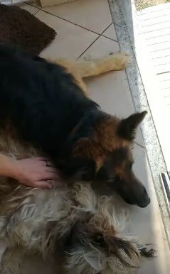 友犬から離れないシェパード