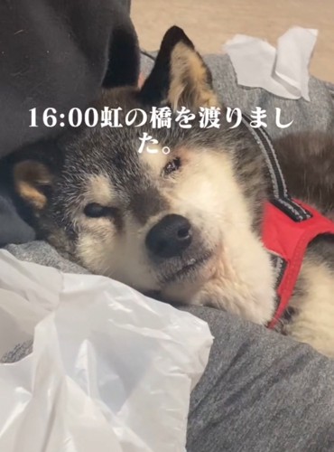 横になる老犬