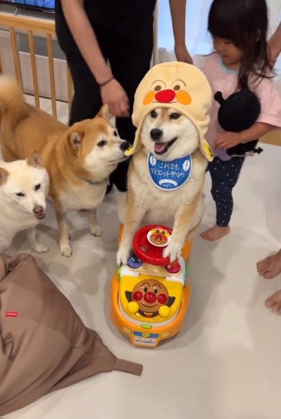 集まる柴犬たちと笑顔のポポちゃん