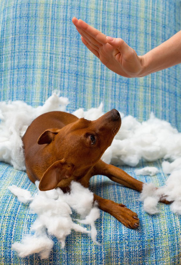 いたずらした犬を叩こうとする人の手