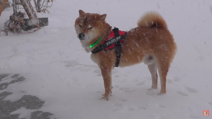 雪が目に入る…！