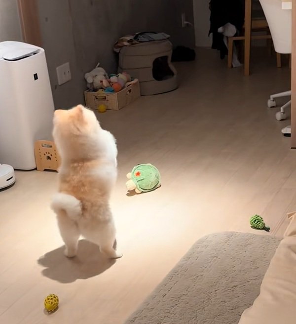 お願いを続けるポポちゃん