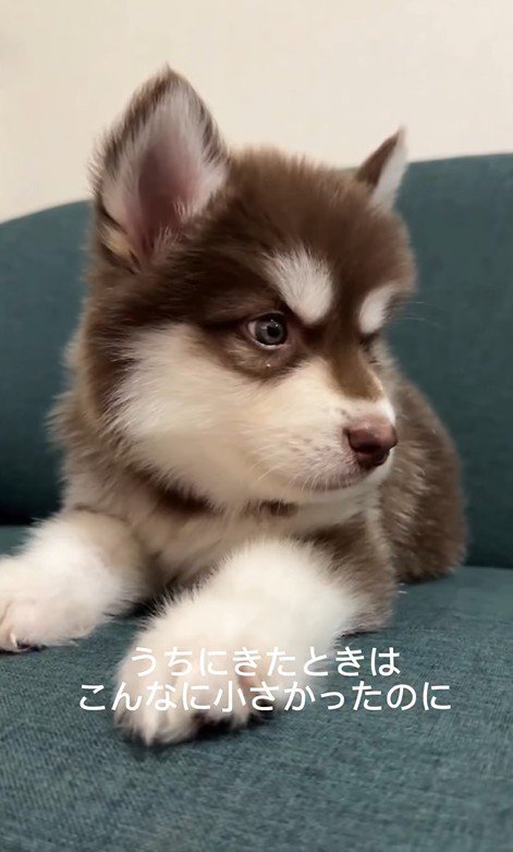 琥珀くんの成長記録