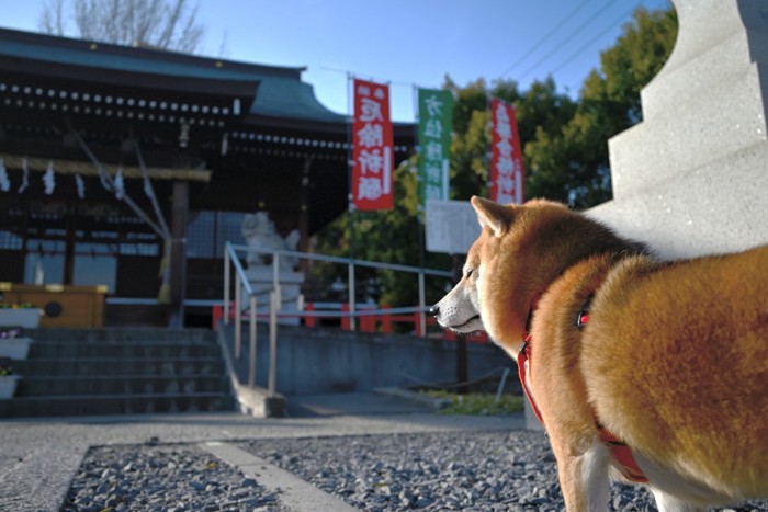 愛柴犬の初詣