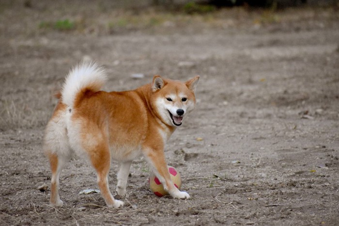 振り返る柴犬の手元にボール