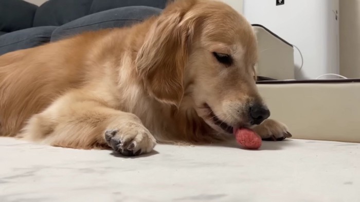 おもちゃをもらえた♪