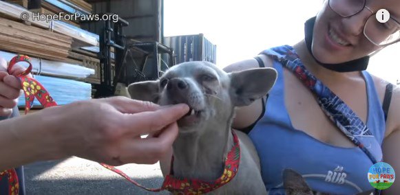 手から直接食べ物を受け取る犬