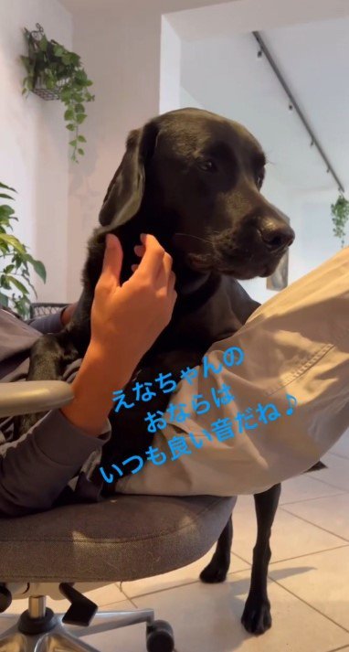 お腹の上の犬を撫でる男性2