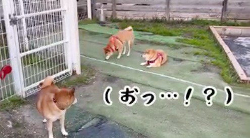 近づいてきた柴犬を見つめるシニアの柴犬