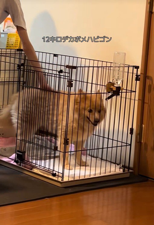 ポメラニアンとは思えぬ大きさ！