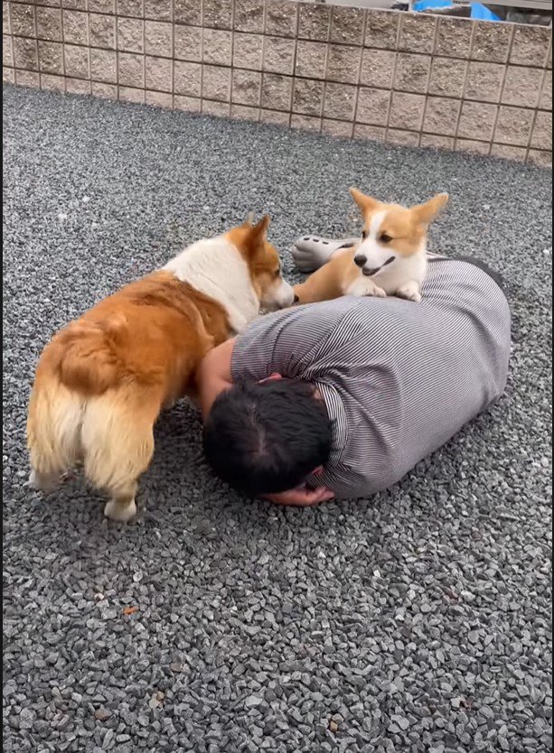 乗るですという犬