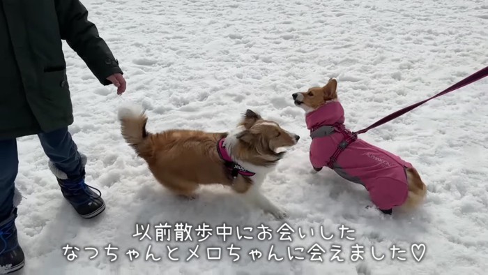 ドッグランに遊びにきました♪