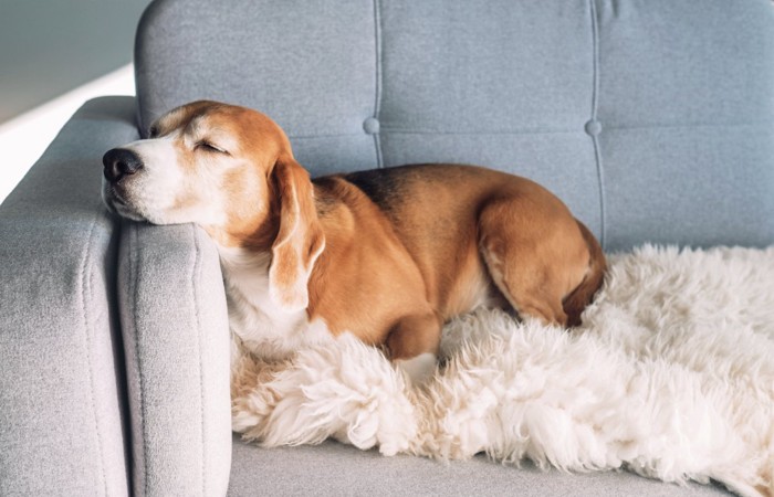 ソファで眠る犬