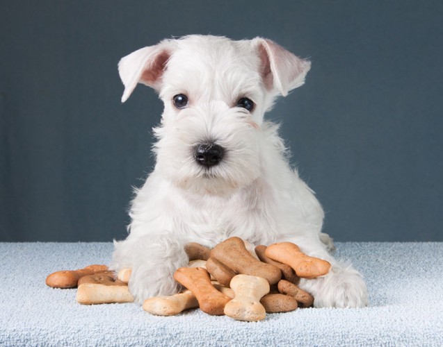 大量のおやつを持っている白い犬