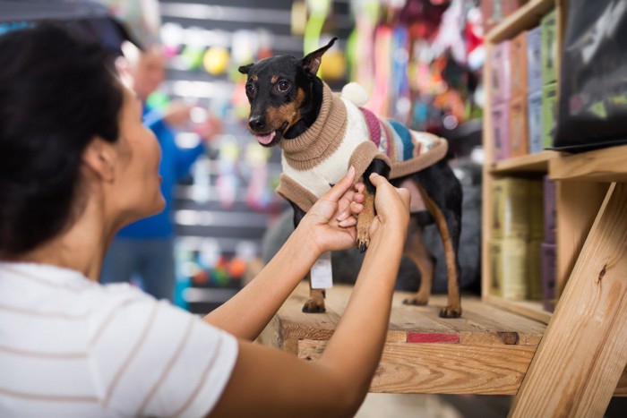 服を着せられているミニチュアピンシャー