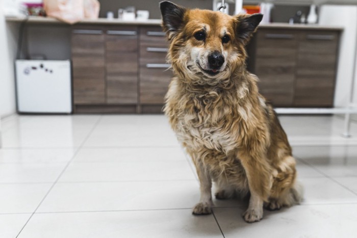 診察室で座っているシニア犬