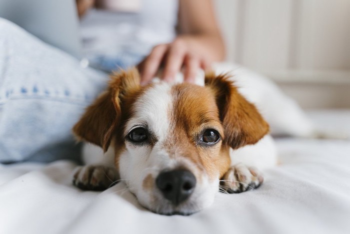 飼い主の横でくつろぐ犬