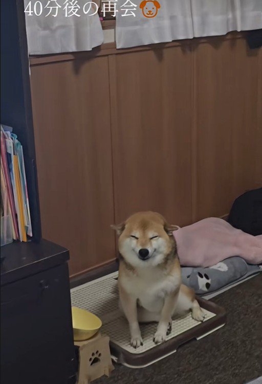 飼い主さんと再会したら…