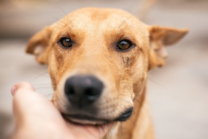 手にアゴを乗せている犬