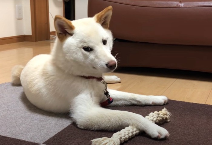 オモチャに前足を乗せて伏せた犬