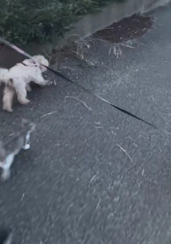 子猫が現れて…