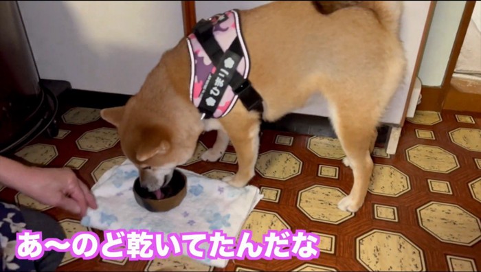 年配女性から水を貰う犬