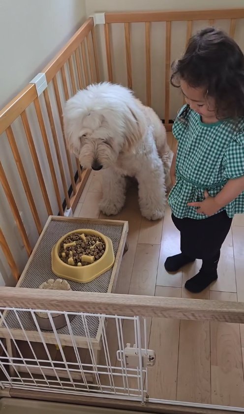 ご飯の前でお座りをする犬と隣に立つ子供