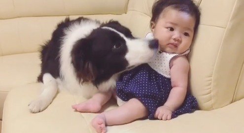赤ちゃんのお腹にあごを乗せる犬