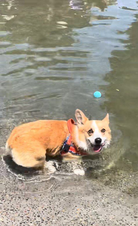 ボールを水に落としたリッツくん6