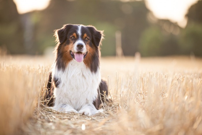 枯れ草の中に伏せをしている垂れ耳の犬