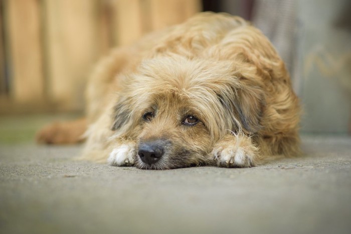 悲しそうに地面で伏せている犬