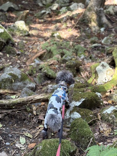 山道を登るエマちゃん