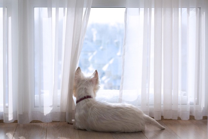 窓の外を見る、白い犬
