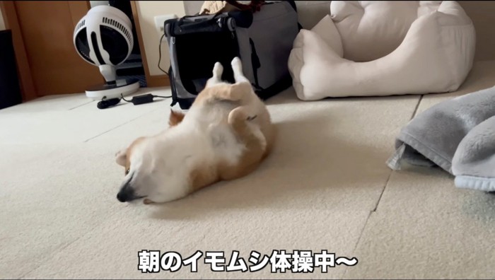 背中を床に擦り付ける犬