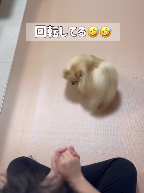 飼い主さんの前で回る小型犬
