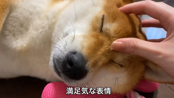 撫でられて満足そう♡