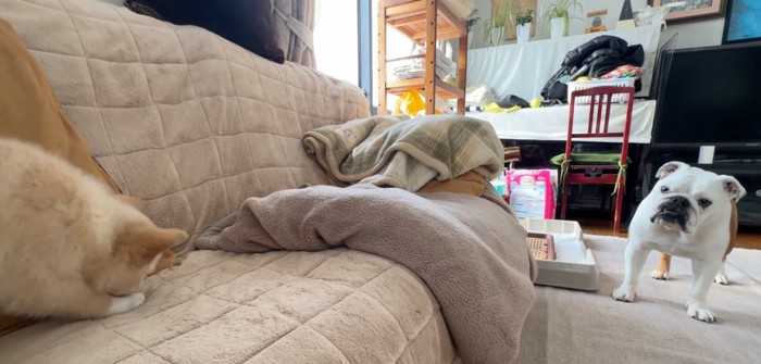 遠くから子犬を見つめる先住犬