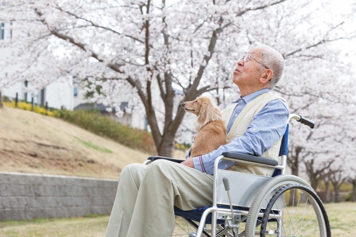 桜を見上げる男性とダックスフンド