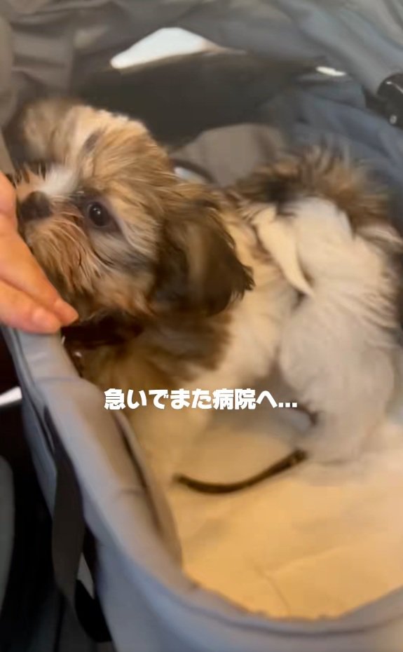 病院へ向かったこげまるくん