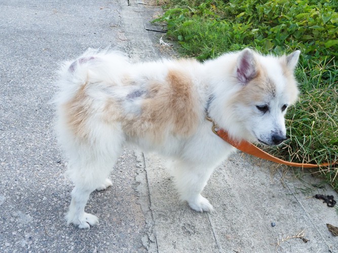 脱毛した犬