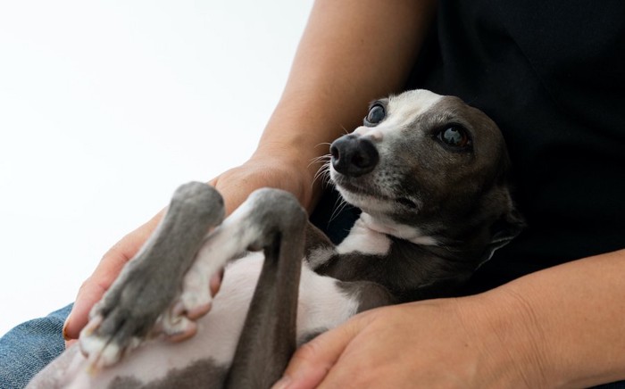 飼い主の膝の上に仰向けに乗ってくつろぐ犬