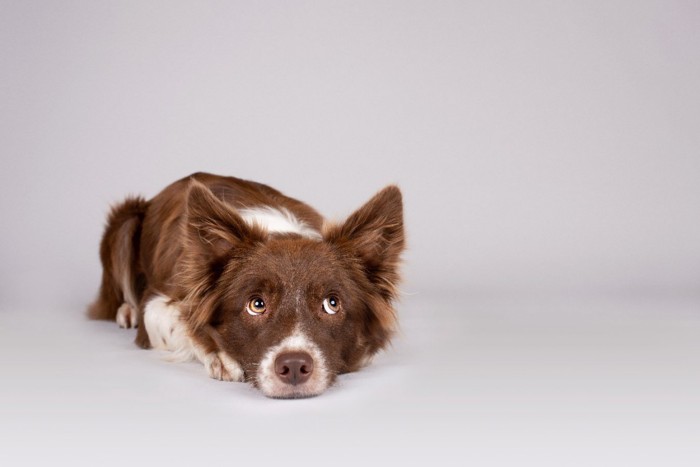 怯えた様子の犬