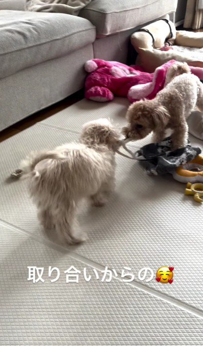 おもちゃの取り合い！？