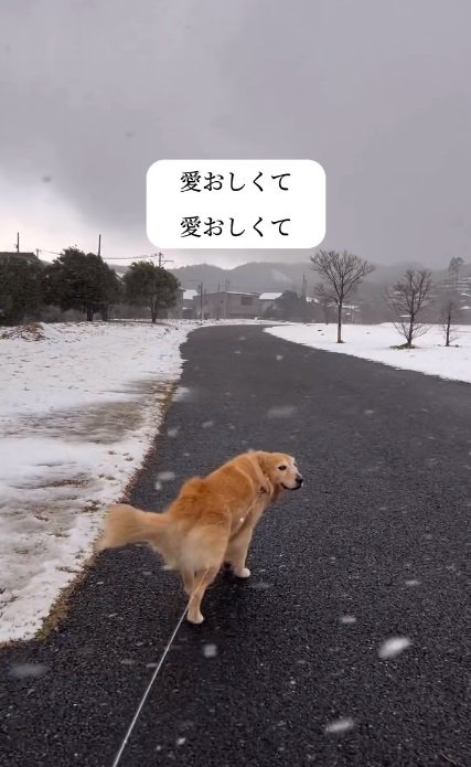 冬道を散歩するハルちゃん