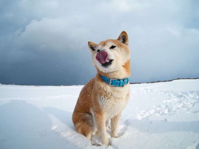 屋外で遊ぶ柴犬