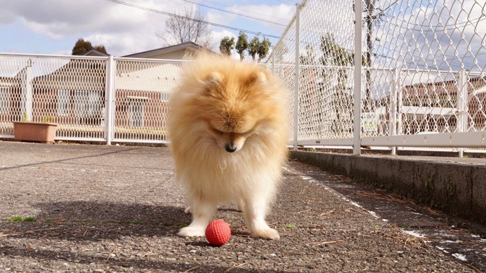 落ちているボールを見つめる犬