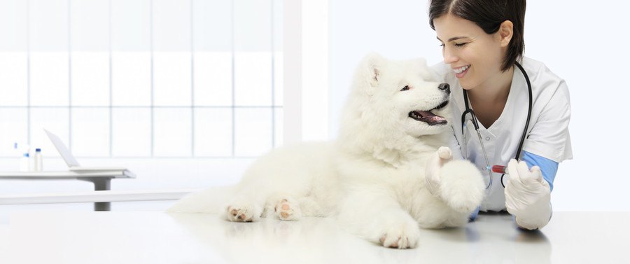 見つめ合う女性獣医師と犬